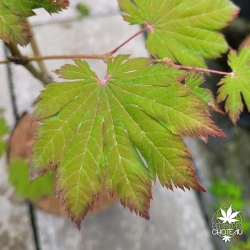 Tenuifolium
