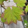 Tenuifolium