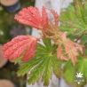 Tenuifolium