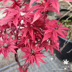 Acer-palmatum-Twombley-s-red-sentinel-printemps