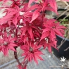 Acer-palmatum-Twombley-s-red-sentinel-printemps