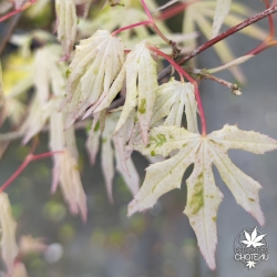 Acer-palmatum-Ukigumo-printemps-2