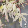 Acer-palmatum-Ukigumo-printemps-2