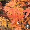Acer-palmatum-Ukigumo-automne