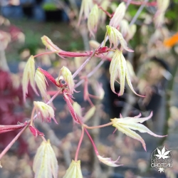 Acer-palmatum-Ukigumo-printemps