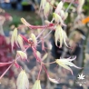 Acer-palmatum-Ukigumo-printemps