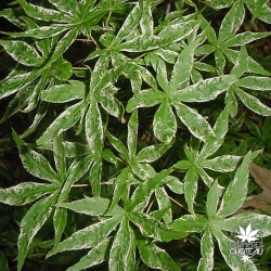 acer-palmatum-ukigumo-ete