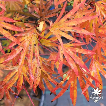 Acer-palmatum-Ushi-no-tsume-automne
