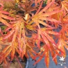 Acer-palmatum-Ushi-no-tsume-automne