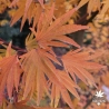 Acer-palmatum-Ushi-no-tsume-automne