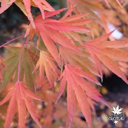 Acer-palmatum-Ushi-no-tsume-automne-2