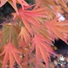 Acer-palmatum-Ushi-no-tsume-automne-2
