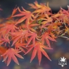 Acer-palmatum-Ushi-no-tsume-automne-3