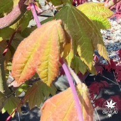 Acer-japonicum-Ogi-no-sen-printemps
