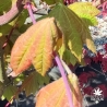Acer-japonicum-Ogi-no-sen-printemps