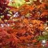 Acer-palmatum-Ushi-no-tsume-automne-5
