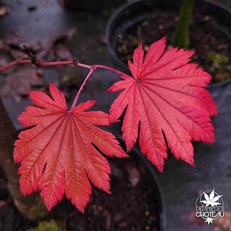 Tenuifolium