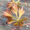 Tenuifolium