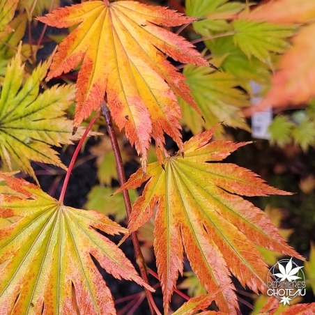 Acer-japonicum-Nakai-automne-2