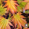 Acer-japonicum-Nakai-automne-2