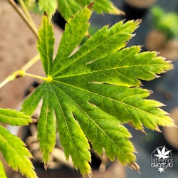 Acer-japonicum-Nakai-debut-de-l-automne-2