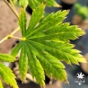 Tenuifolium