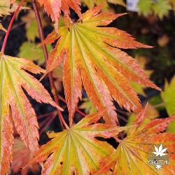 Acer-japonicum-Nakai-debut-de-l-automne