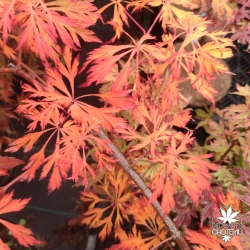 Acer-japonicum-Green-cascade-automne