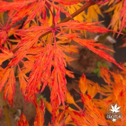 Acer-japonicum-Ao-jutan-automne-2
