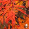 Acer-japonicum-Ao-jutan-automne-2