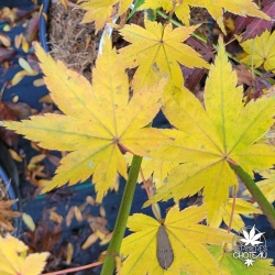 Acer-japonicum-Aka-omote-automne-2