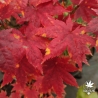 Acer-japonicum-Aka-omote-automne
