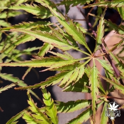 Acer-palmatum-Vic-s-Pink-printemps-2