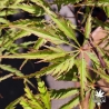 Acer-palmatum-Vic-s-Pink-printemps-2