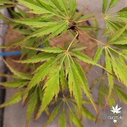 Acer-palmatum-Vic-s-Pink-printemps