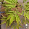 Acer-palmatum-Vic-s-Pink-printemps
