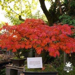 Tenuifolium
