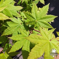 Acer-palmatum-Asian-Queen-printemps