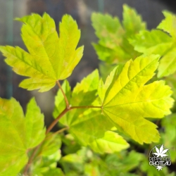 Acer-circinatum-Sunglow-nouvelle-pousse-d-ete