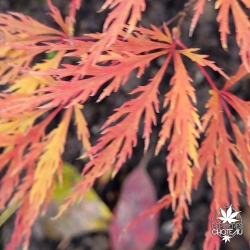 Acer-palmatum-Waterfall-automne