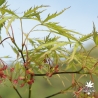Acer_palmatum_Waterfall_printemps