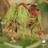 acer-palmatum-waterfall-fleurs