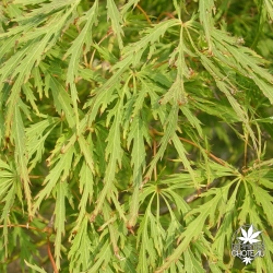 acer-palmatum-waterfall-ete