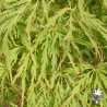 acer-palmatum-waterfall-ete