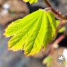 Tenuifolium