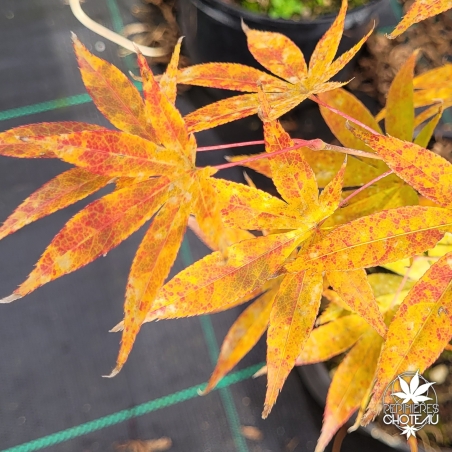 Acer-palmatum-Westonbirt-Orange-automne-2