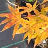 Acer-palmatum-Westonbirt-Orange-automne-2