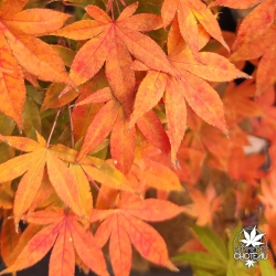Acer-palmatum-Westonbirt-Orange-automne