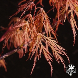 acer-palmatum-wilfran-printemps