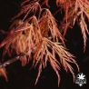 acer-palmatum-wilfran-printemps